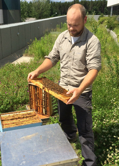 L'apiculteur Raphaël Fort sur le toit vert du pavillon de la Santé à l'UQTR.