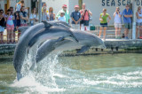 Vivez une expérience de formation avec des dauphins en Floride