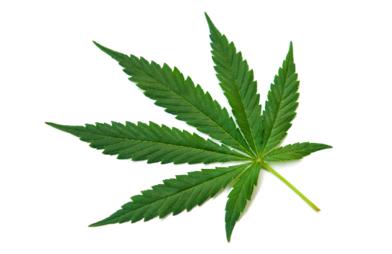 feuille-cannabis-2